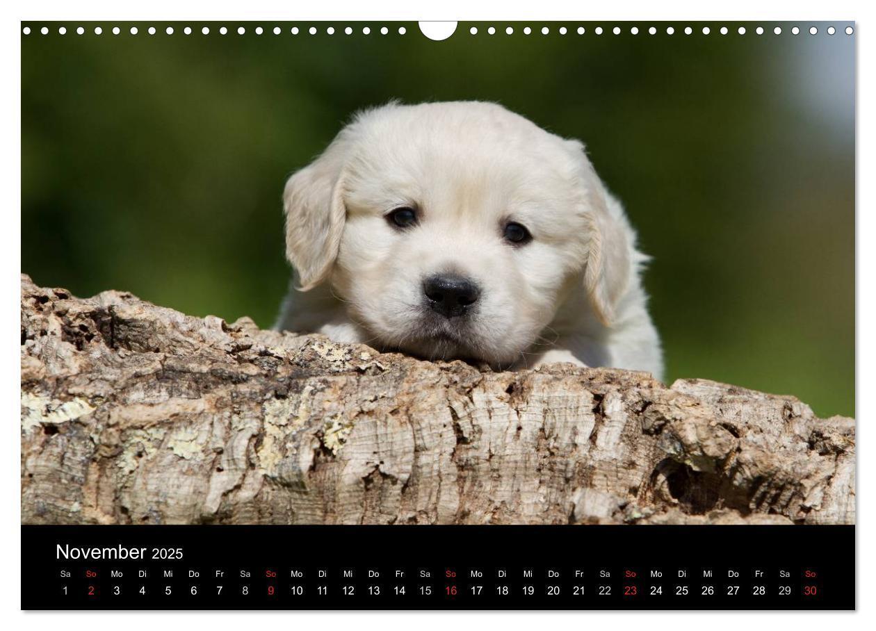 Bild: 9783435834013 | Hundewelpen (Wandkalender 2025 DIN A3 quer), CALVENDO Monatskalender