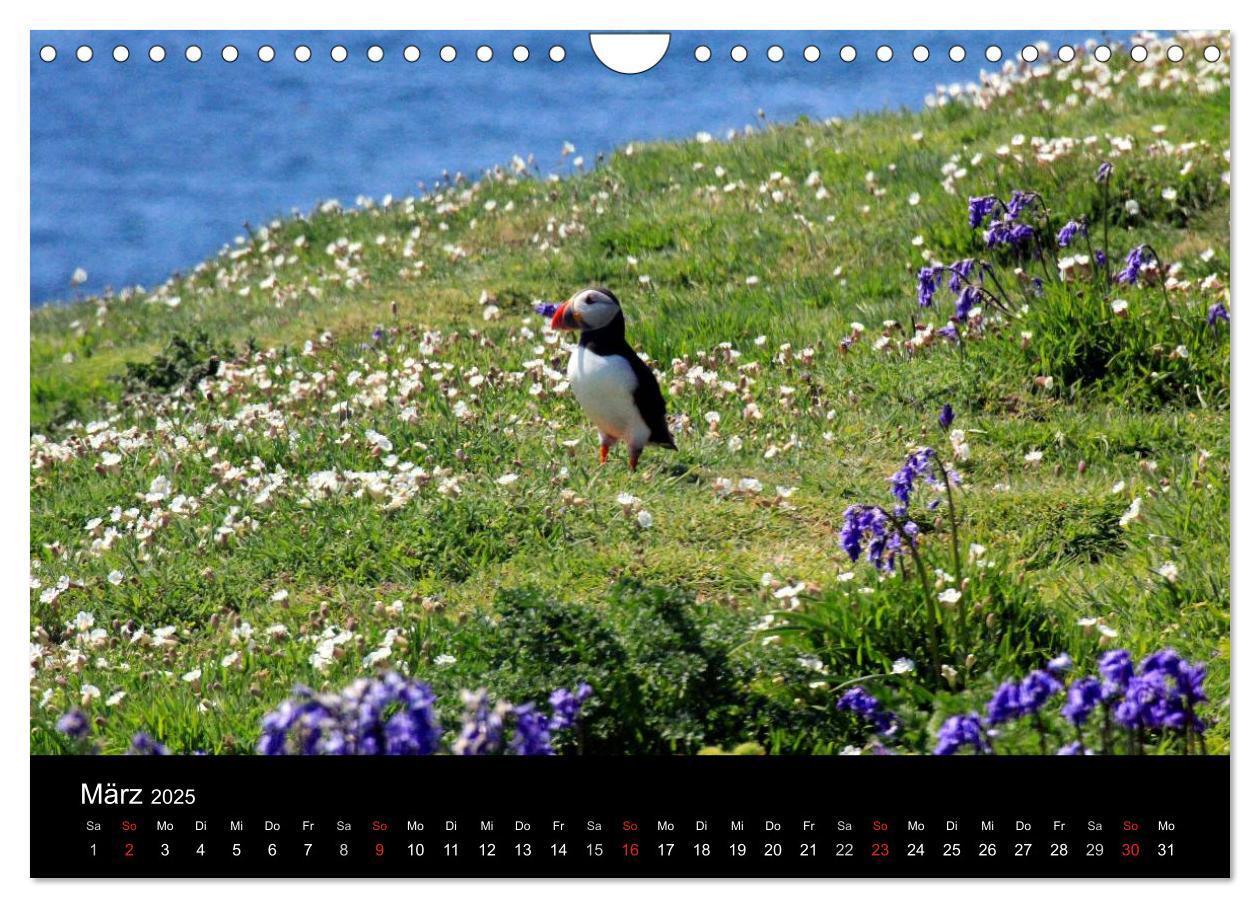 Bild: 9783435808038 | Puffins, Papageitauchern ganz nah (Wandkalender 2025 DIN A4 quer),...