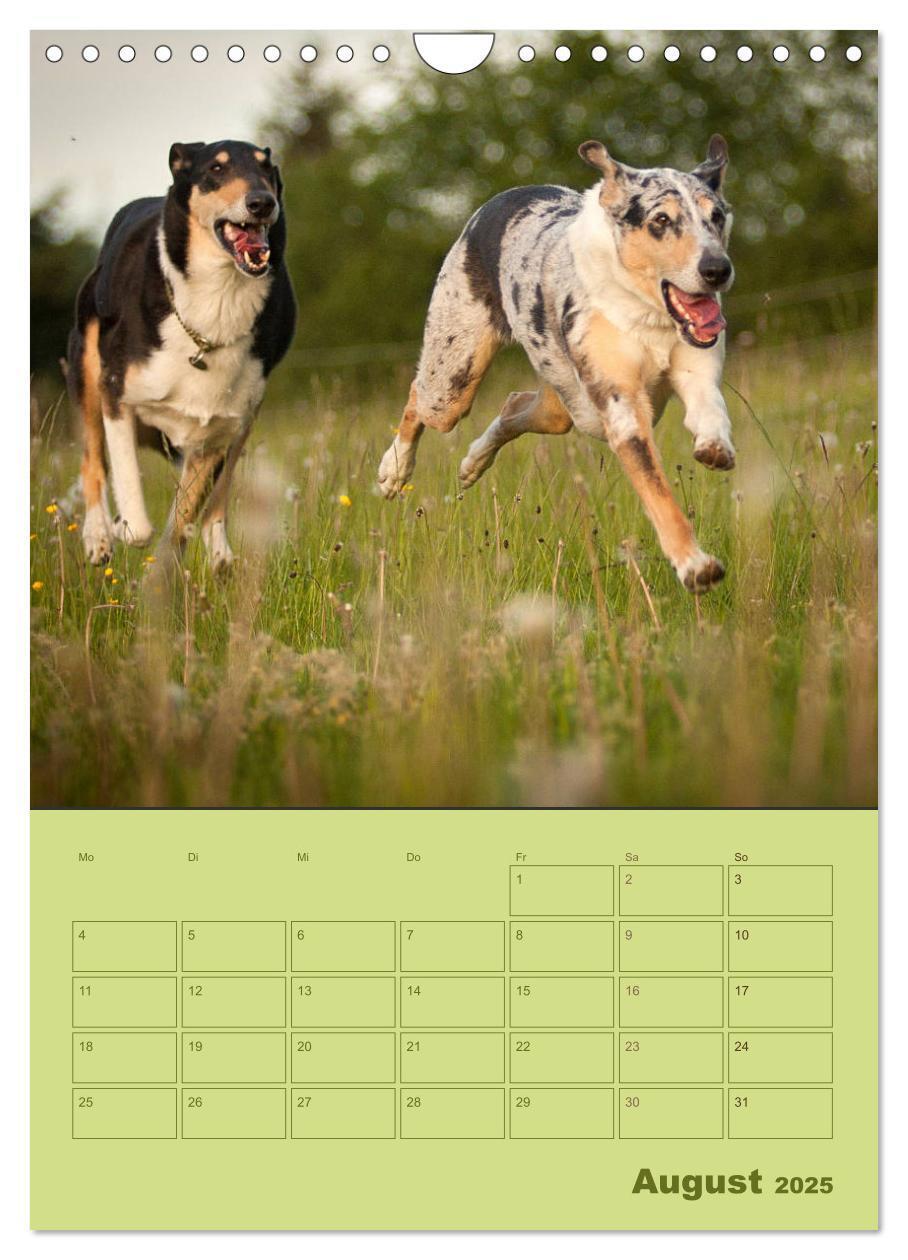 Bild: 9783457052280 | Kurzhaarcollies (Wandkalender 2025 DIN A4 hoch), CALVENDO...