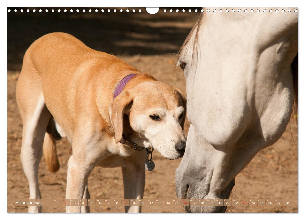 Bild: 9783435274499 | Pferd und Hund - Vierbeinige Freunde (Wandkalender 2025 DIN A3...