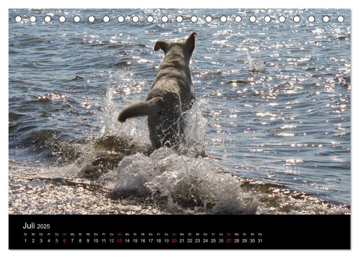 Bild: 9783435754830 | Labrador Retriever 2025 (Tischkalender 2025 DIN A5 quer), CALVENDO...