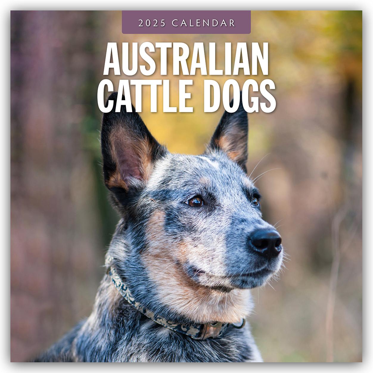 Cover: 9781804424216 | Australian Cattle Dogs - Australian Cattle Dog 2025 -...