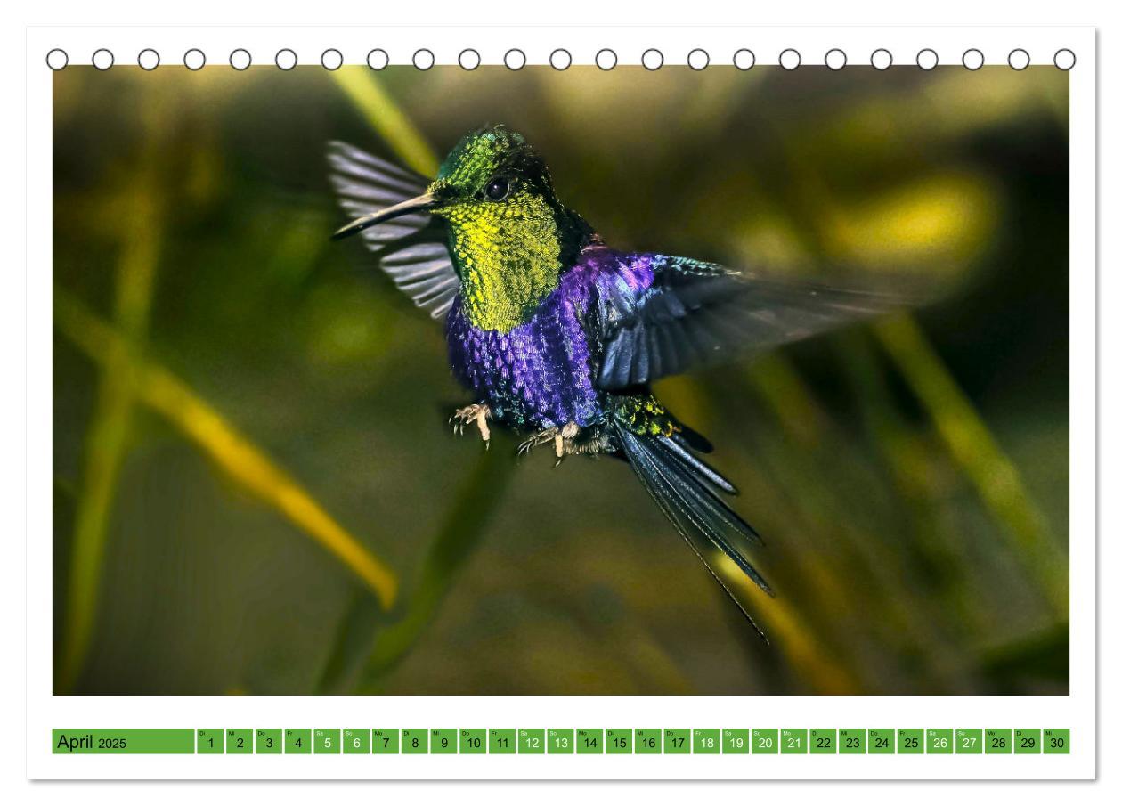 Bild: 9783435428588 | Kolibris; Anmut, Schönheit, Farben (Tischkalender 2025 DIN A5...