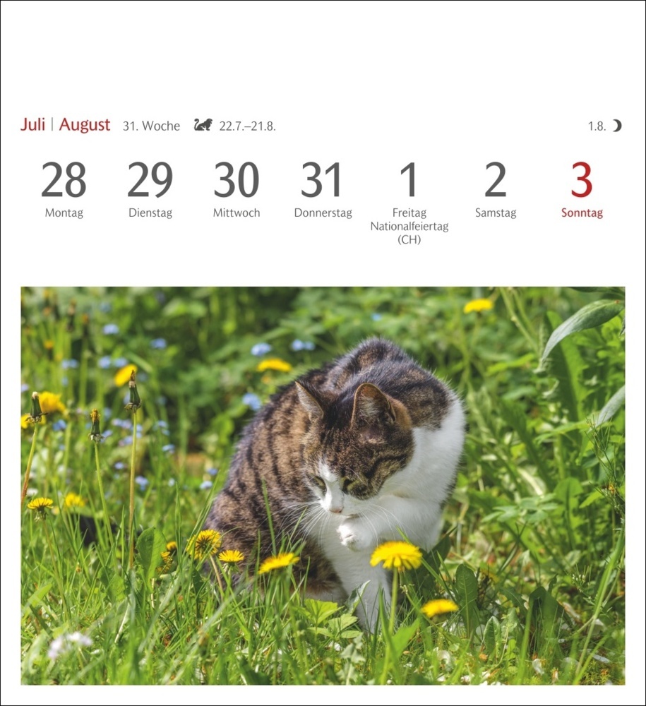 Bild: 9783840033490 | Katzen Postkartenkalender 2025 - Wochenkalender mit 53 Postkarten