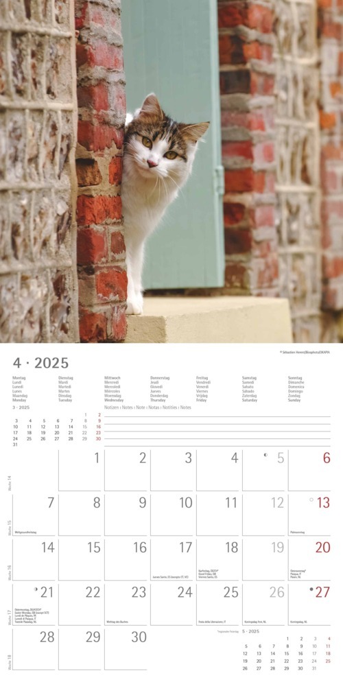 Bild: 4251732340827 | Alpha Edition - Funny Cats 2025 Broschürenkalender, 30x30cm,...