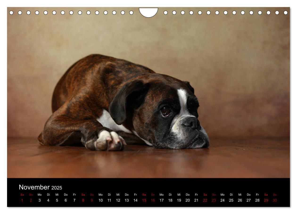 Bild: 9783435436675 | Liebenswerte Boxer (Wandkalender 2025 DIN A4 quer), CALVENDO...