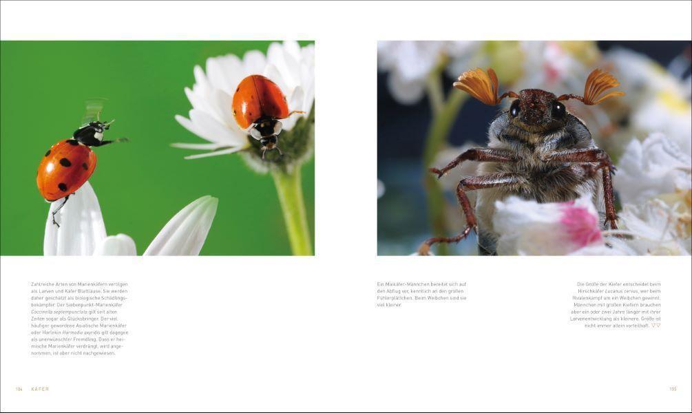 Bild: 9783954163236 | Unsere einzigartige Insektenwelt | Josef H. Reichholf (u. a.) | Buch