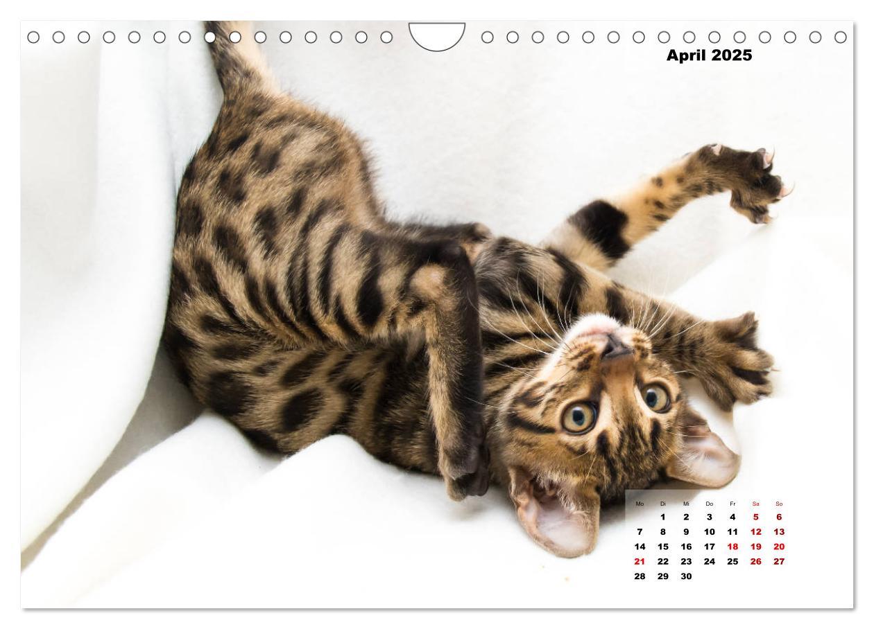 Bild: 9783435348527 | Bengal Kätzchen 2 (Wandkalender 2025 DIN A4 quer), CALVENDO...