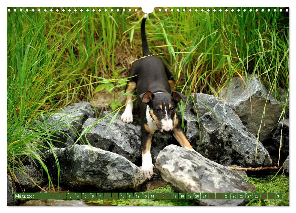 Bild: 9783435405404 | Bullterrier, Powerpakete auf 4 Pfoten (Wandkalender 2025 DIN A3...