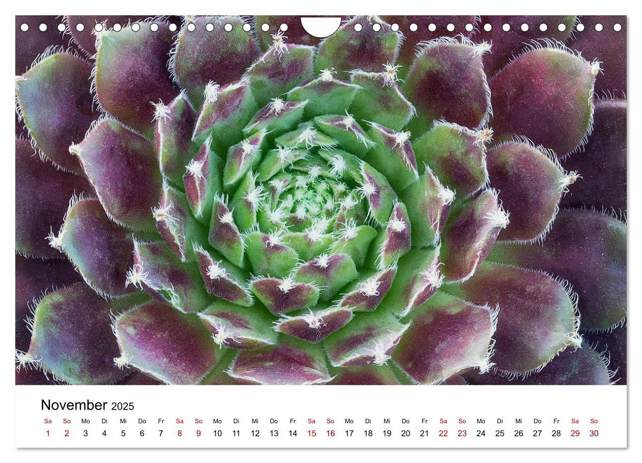 Bild: 9783435292066 | Sukkulenten Galerie (Wandkalender 2025 DIN A4 quer), CALVENDO...