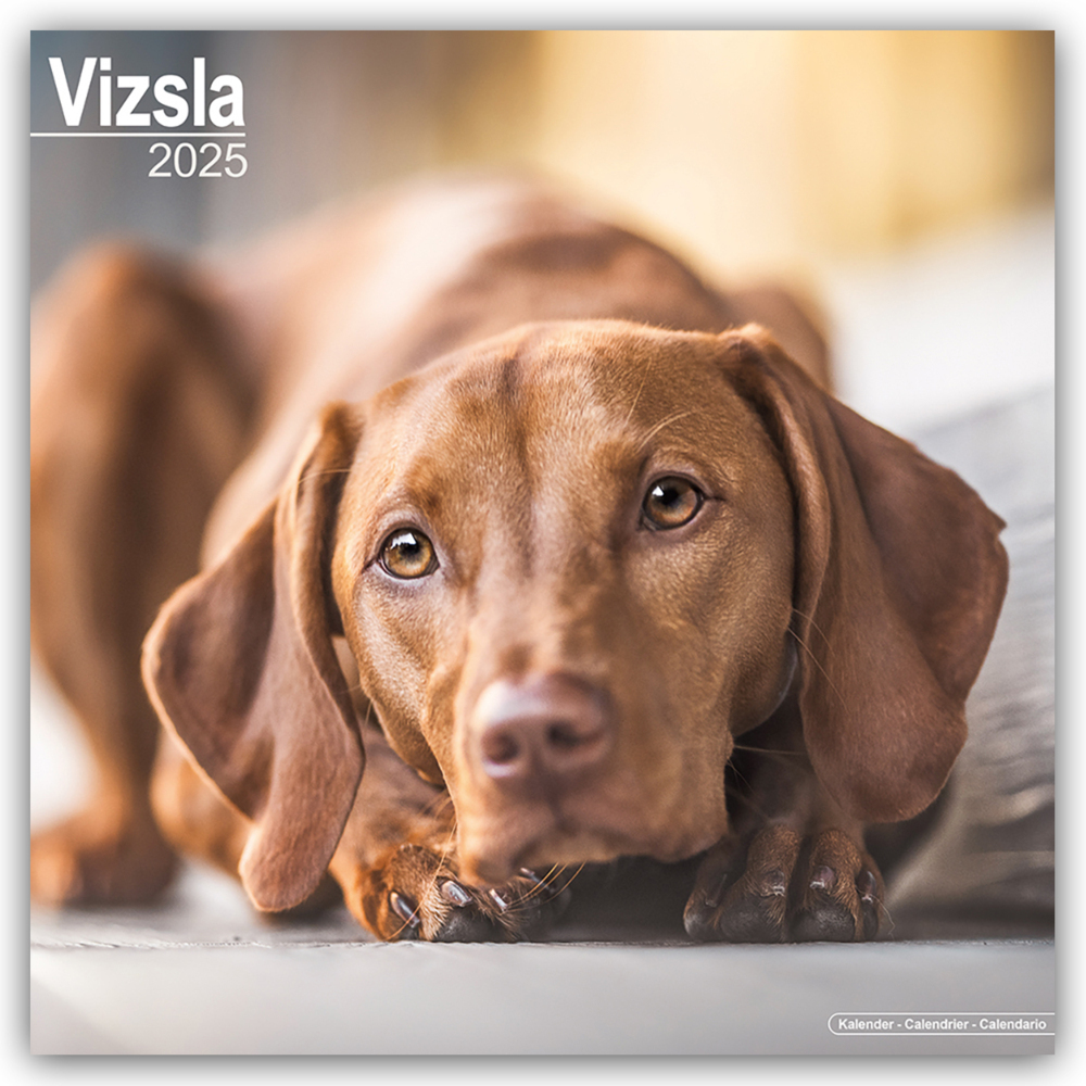 Cover: 9781804603956 | Vizsla - Ungarische Vorstehhunde 2025 - 16-Monatskalender | Ltd | 2025