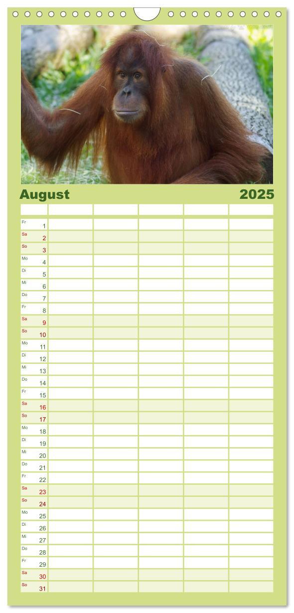 Bild: 9783457126585 | Familienplaner 2025 - Orang-Utans mit 5 Spalten (Wandkalender, 21 x...