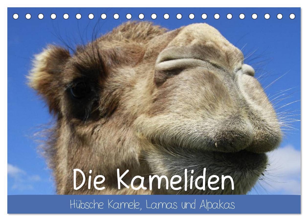 Cover: 9783435482511 | Die Kameliden. Hübsche Kamele, Lamas und Alpakas (Tischkalender...