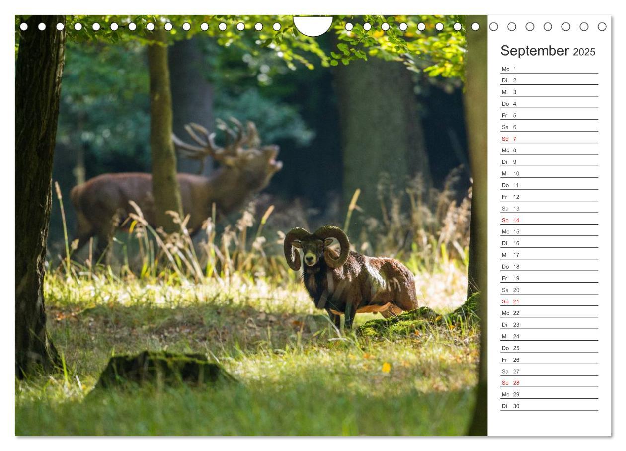 Bild: 9783435544493 | Emotionale Momente: Muffelwild. (Wandkalender 2025 DIN A4 quer),...