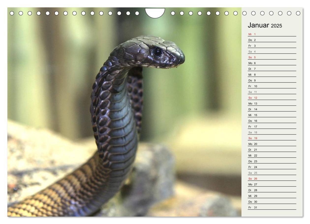 Bild: 9783435383061 | Gefährliche Schlangen (Wandkalender 2025 DIN A4 quer), CALVENDO...