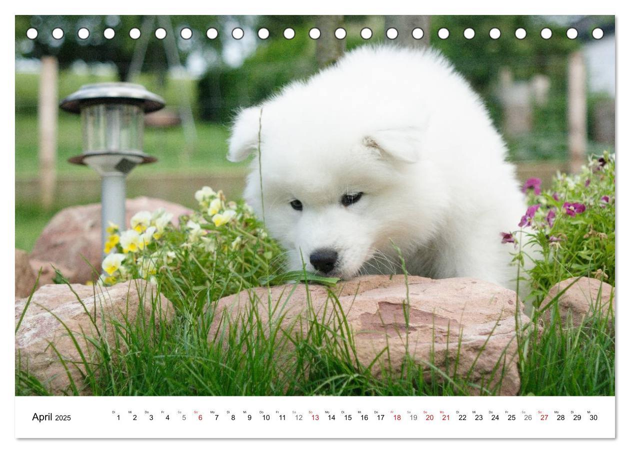 Bild: 9783435718276 | Samojeden Welpen (Tischkalender 2025 DIN A5 quer), CALVENDO...