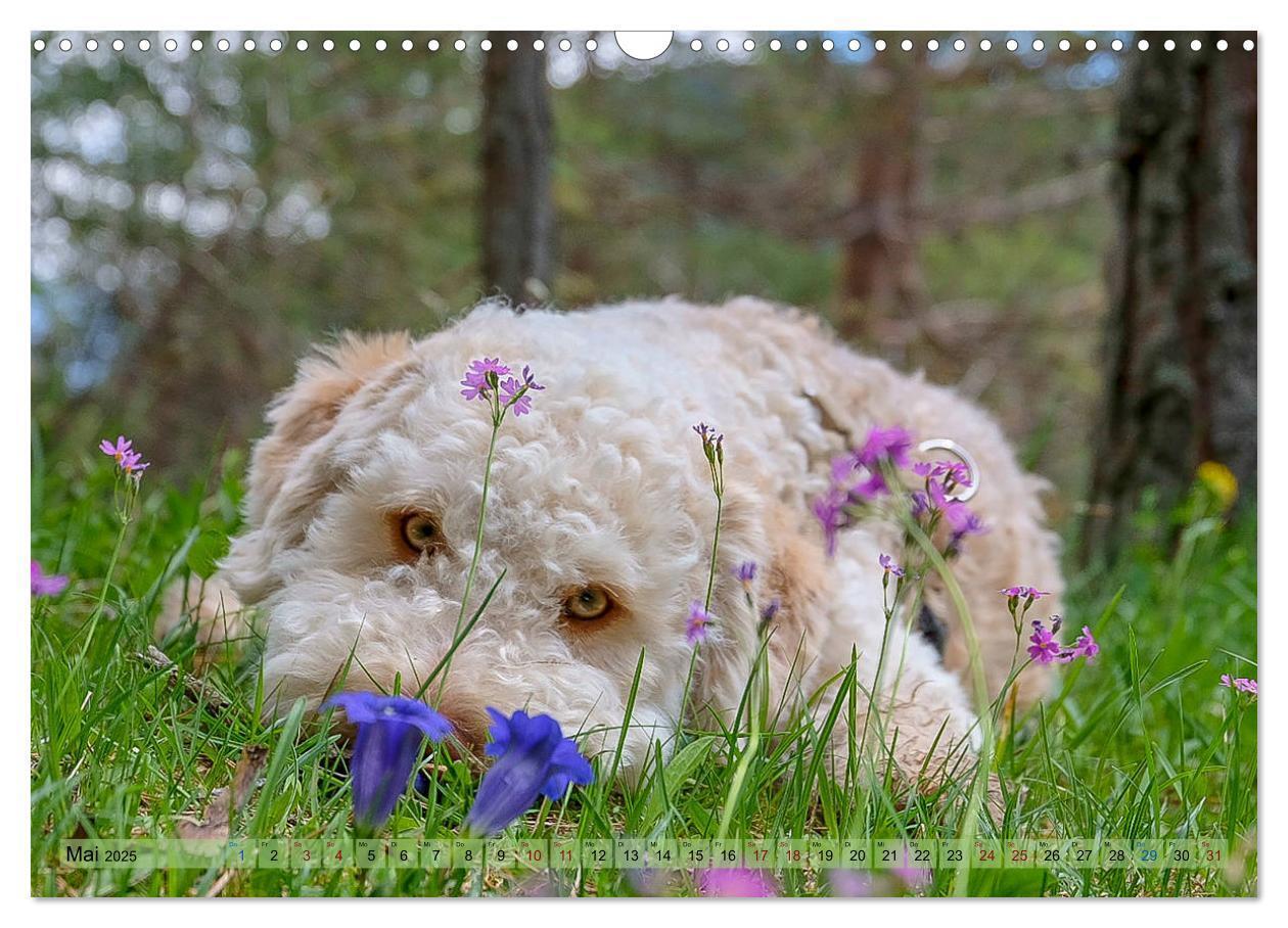 Bild: 9783435295630 | Lagotto Romagnolo in den Alpen 2025 (Wandkalender 2025 DIN A3...