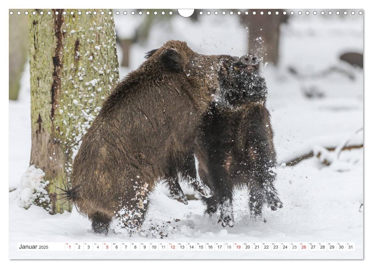 Bild: 9783435597826 | Emotionale Momente: Wild und Jagd. (Wandkalender 2025 DIN A3 quer),...