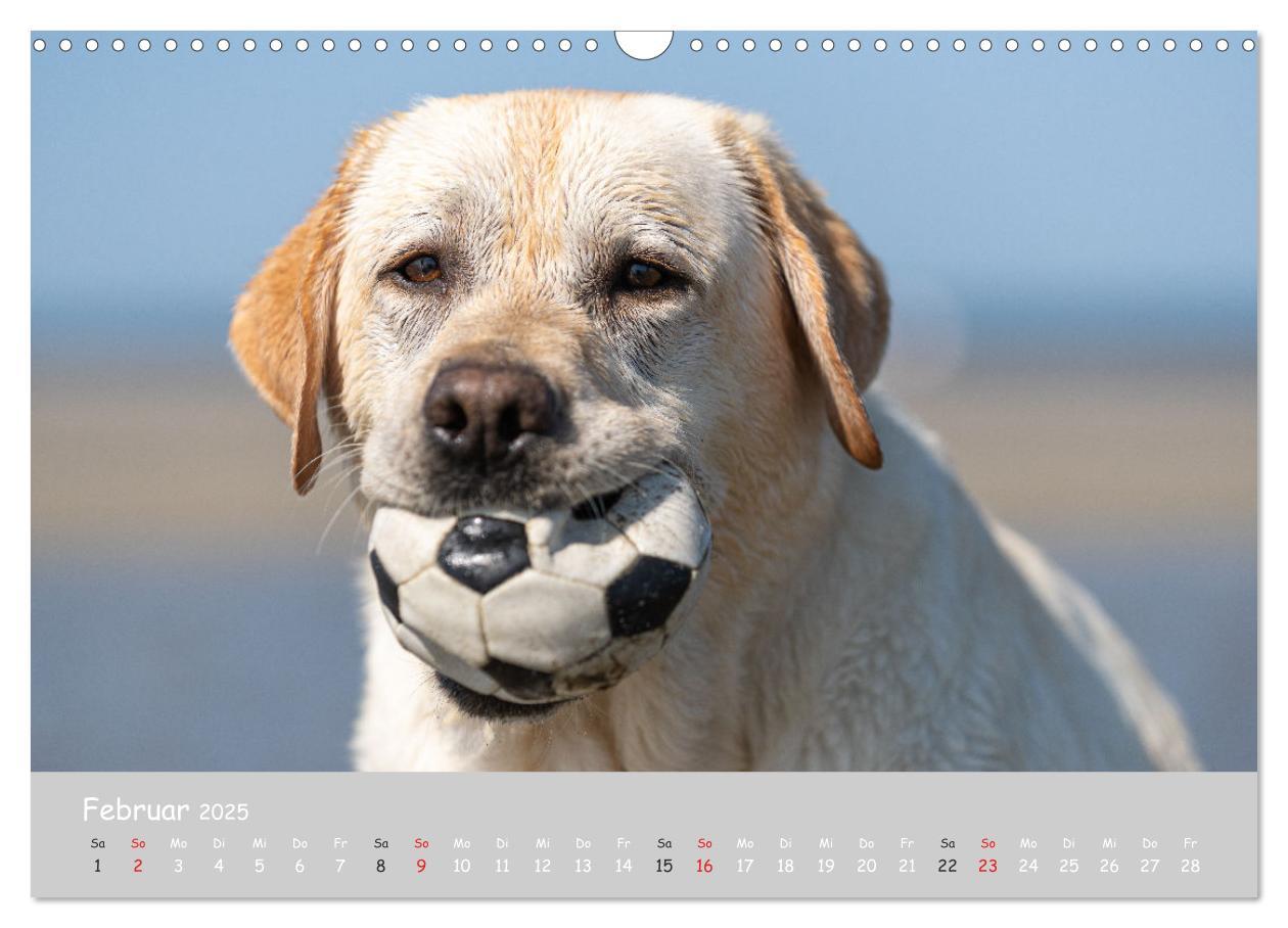 Bild: 9783435532025 | Liebenswerter Labrador 2025 (Wandkalender 2025 DIN A3 quer),...