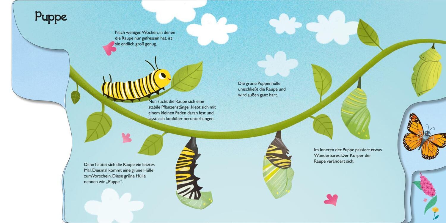 Bild: 9783551172204 | Von der kleinen Raupe zum Schmetterling | Mein erstes Naturwunder-Buch