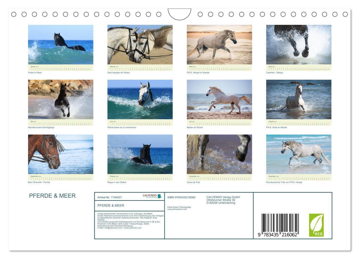 Bild: 9783435216062 | PFERDE &amp; MEER (Wandkalender 2025 DIN A4 quer), CALVENDO Monatskalender