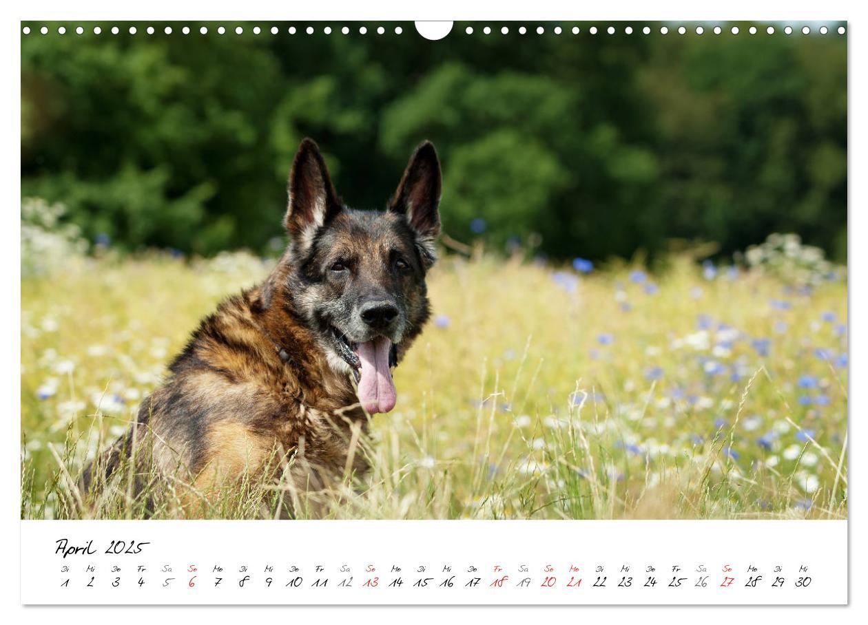 Bild: 9783435713554 | Der graue Deutsche Schäferhund (Wandkalender 2025 DIN A3 quer),...