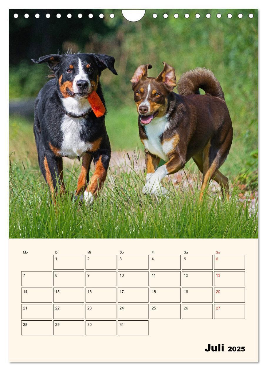 Bild: 9783435936939 | Appenzeller Sennenhund - Mit Plan durch das Jahr (Wandkalender 2025...