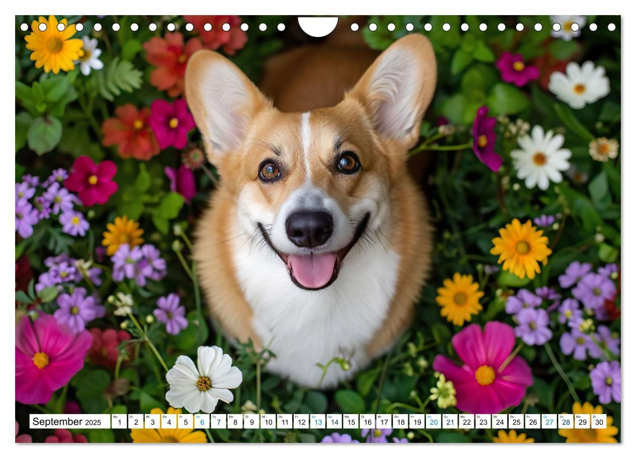 Bild: 9783383776069 | Happy Corgis (Wandkalender 2025 DIN A4 quer), CALVENDO Monatskalender