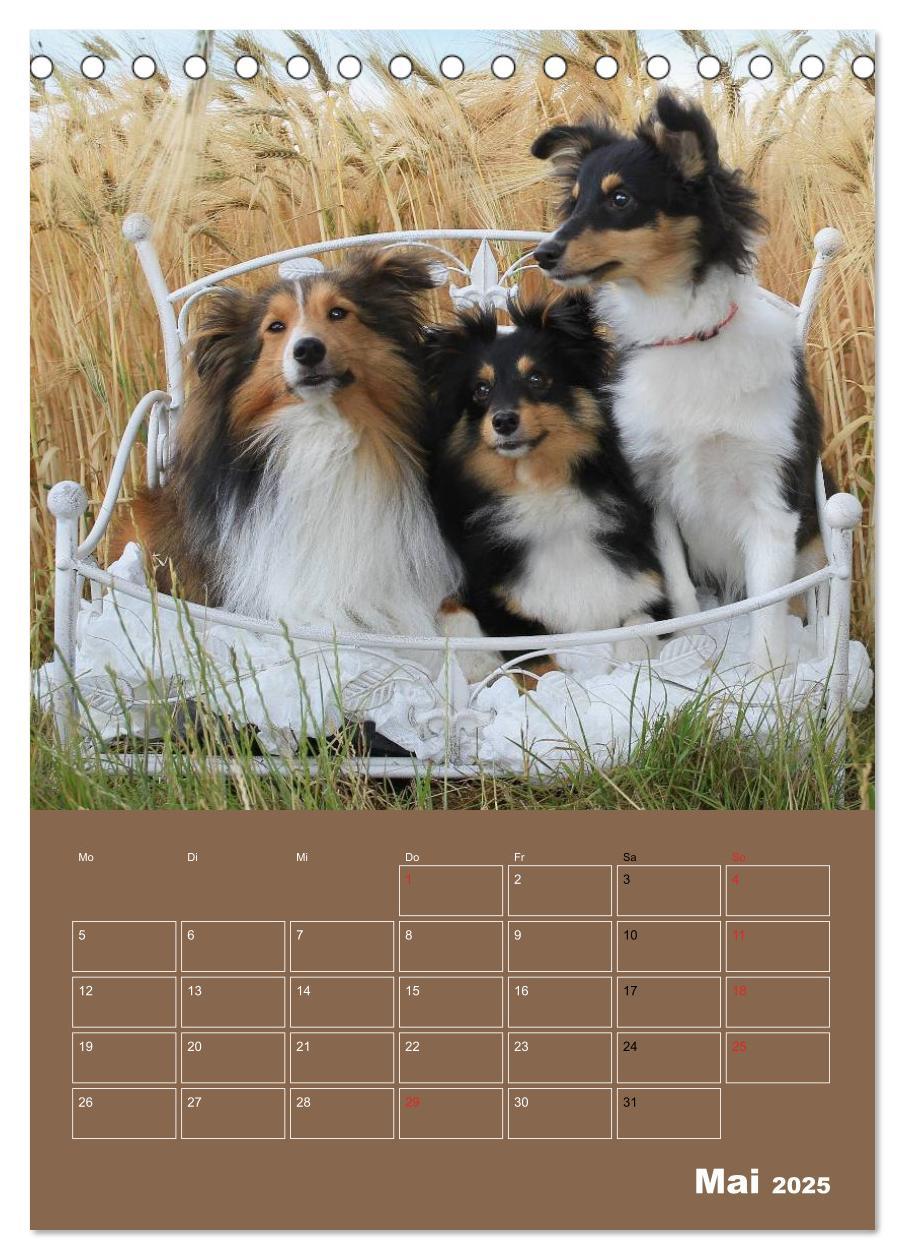 Bild: 9783457011997 | SHELTIES Herzensbrecher auf 4 Pfoten (Tischkalender 2025 DIN A5...