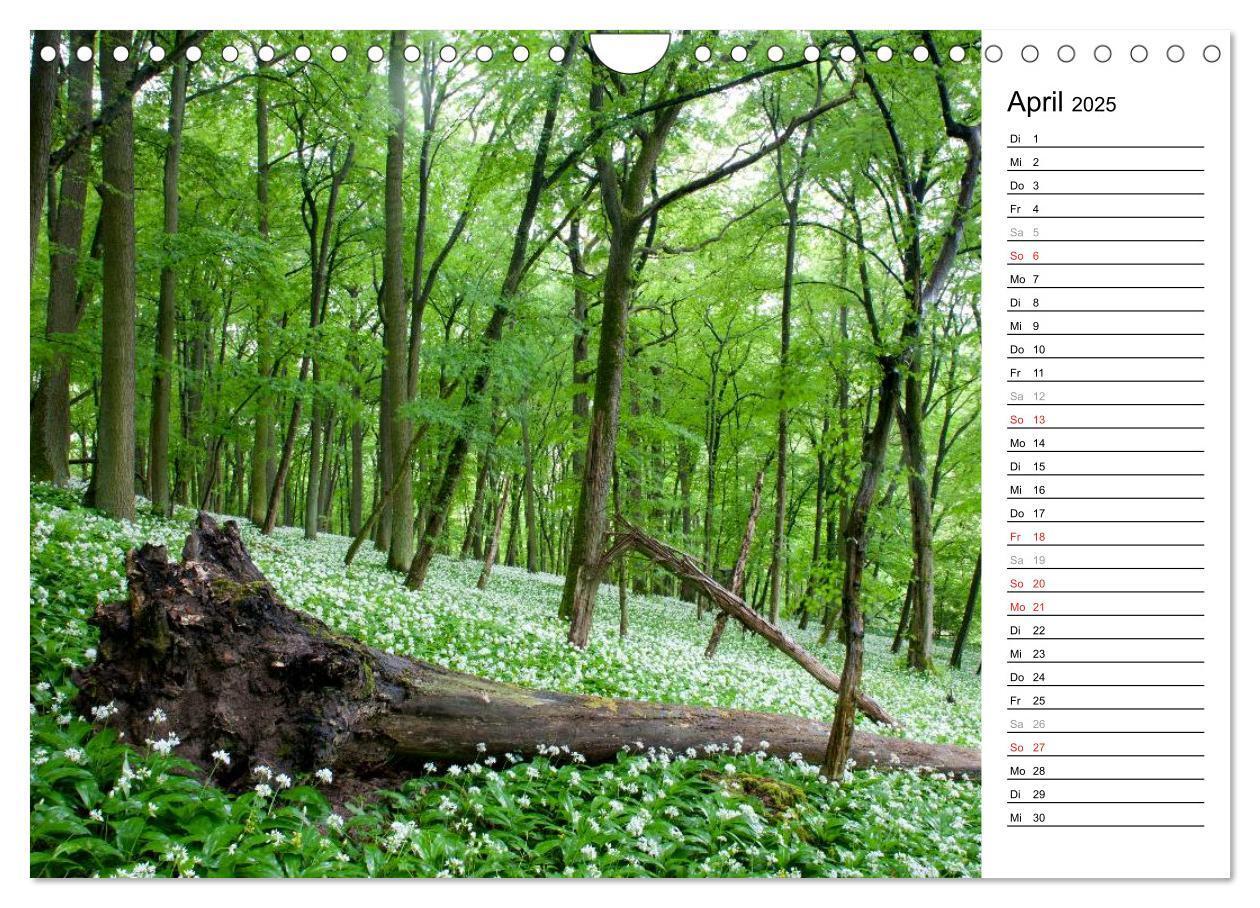 Bild: 9783435542482 | DER STEIGERWALD - Impressionen einer Landschaft (Wandkalender 2025...