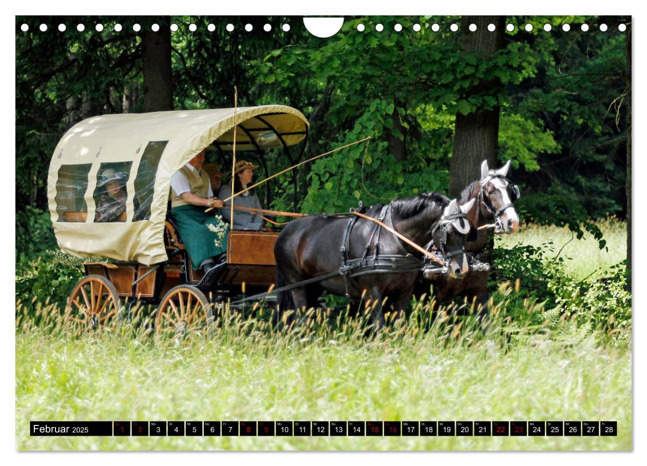 Bild: 9783435395590 | Schwere Warmblüter 2025 (Wandkalender 2025 DIN A4 quer), CALVENDO...