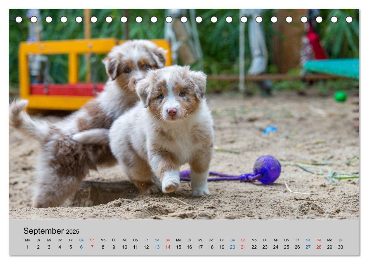 Bild: 9783435150335 | Australian Shepherd Welpen 2025 (Tischkalender 2025 DIN A5 quer),...