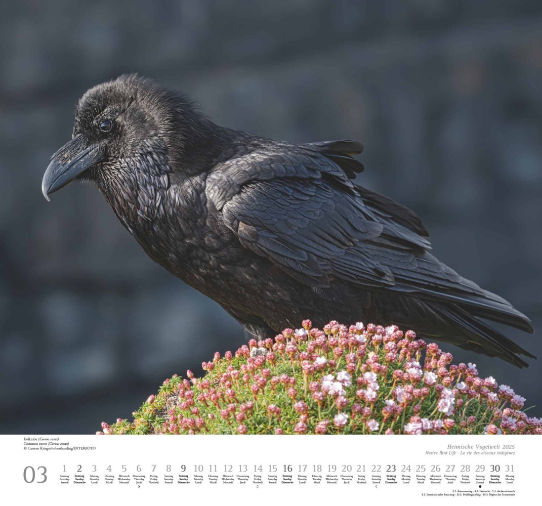 Bild: 4250809653525 | Heimische Vogelwelt 2025 - DUMONT Wandkalender - mit den...