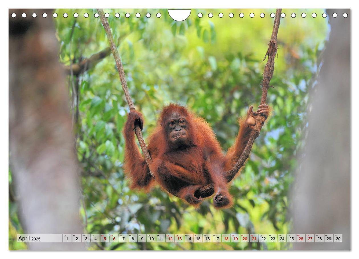 Bild: 9783435228133 | Orang Utans: Zu Besuch im Regenwald (Wandkalender 2025 DIN A4...