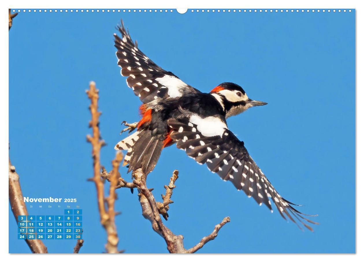 Bild: 9783383874826 | Amsel, Fink und Star: Heimische Vögel (Wandkalender 2025 DIN A2...