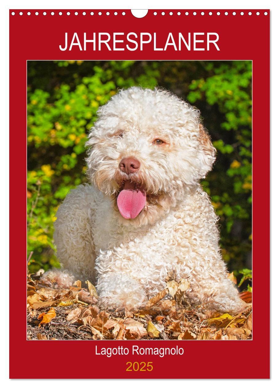 Cover: 9783435959013 | Jahresplaner Lagotto Romagnolo (Wandkalender 2025 DIN A3 hoch),...