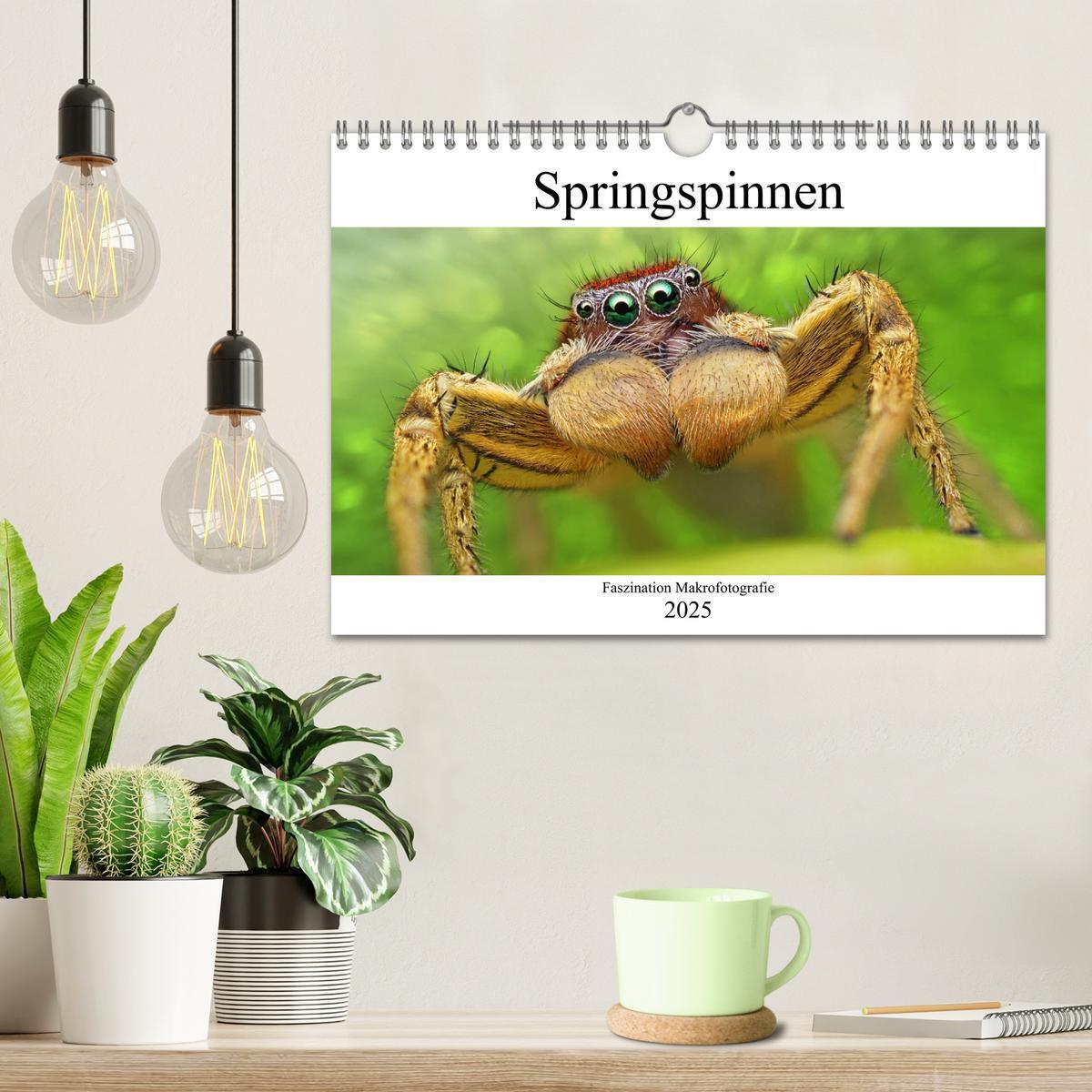 Bild: 9783435346165 | Faszination Makrofotografie: Springspinnen (Wandkalender 2025 DIN...