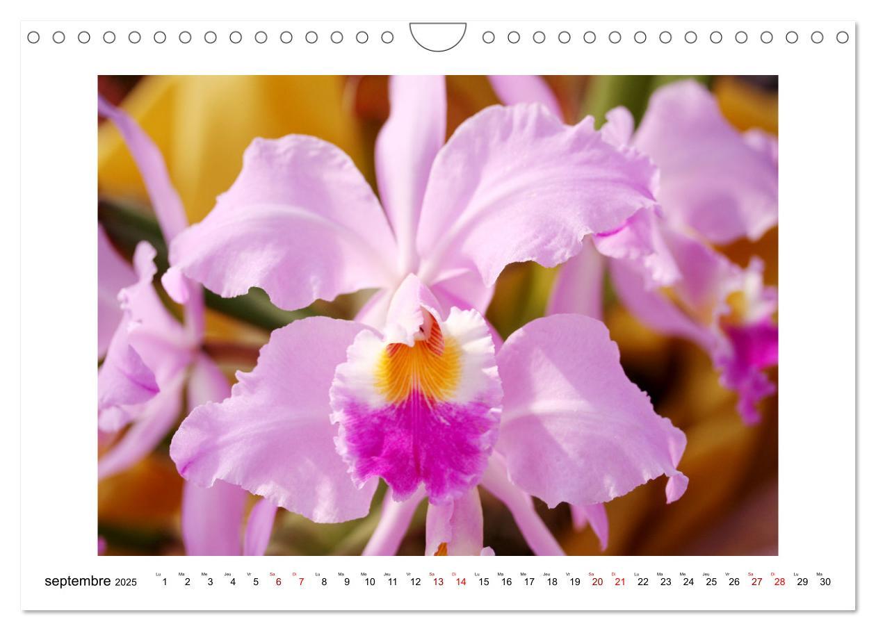 Bild: 9781325837649 | Mon rêve d'orchidées (Calendrier mural 2025 DIN A4 vertical),...