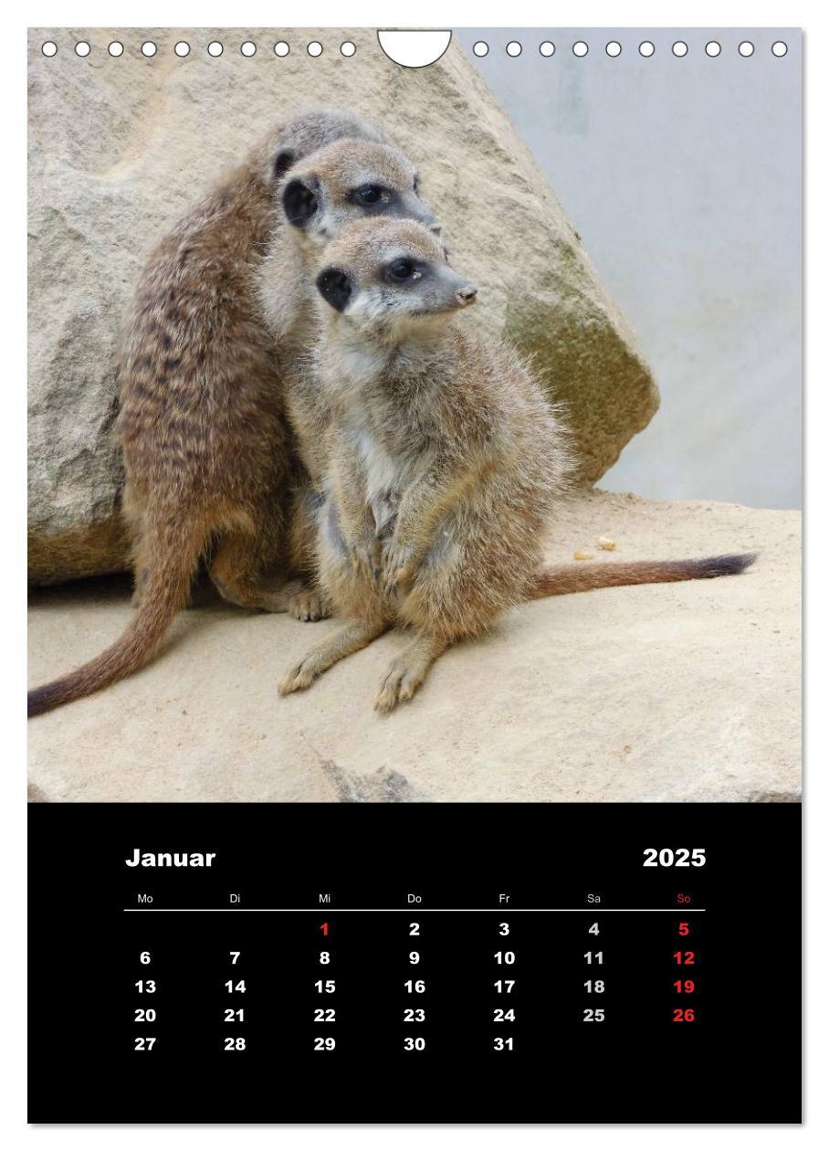 Bild: 9783457080597 | Erdmännchen (Wandkalender 2025 DIN A4 hoch), CALVENDO Monatskalender