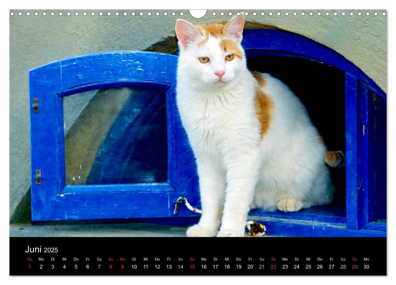 Bild: 9783435821259 | Katzen (Wandkalender 2025 DIN A3 quer), CALVENDO Monatskalender | 2025