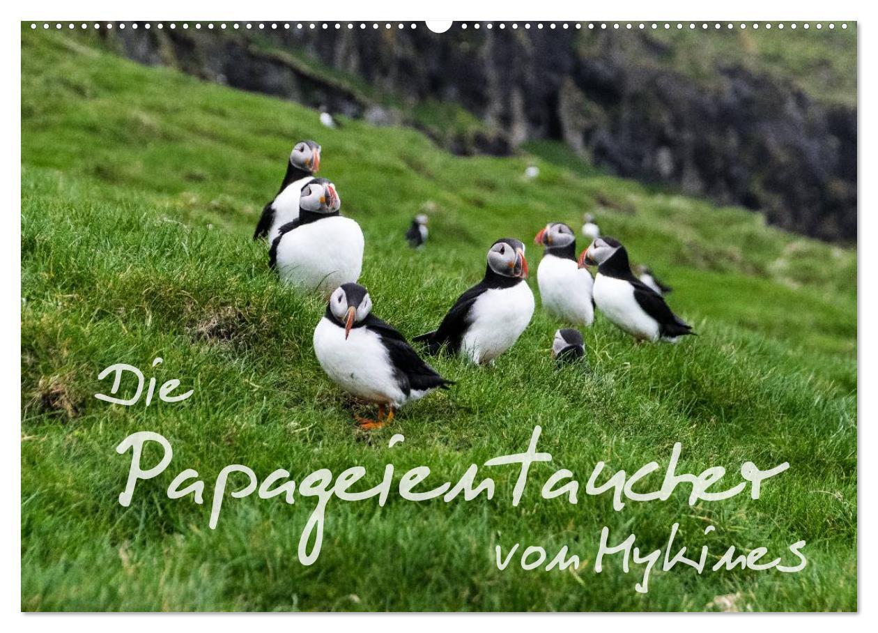 Cover: 9783435537877 | Die Papageientaucher von Mykines (Wandkalender 2025 DIN A2 quer),...