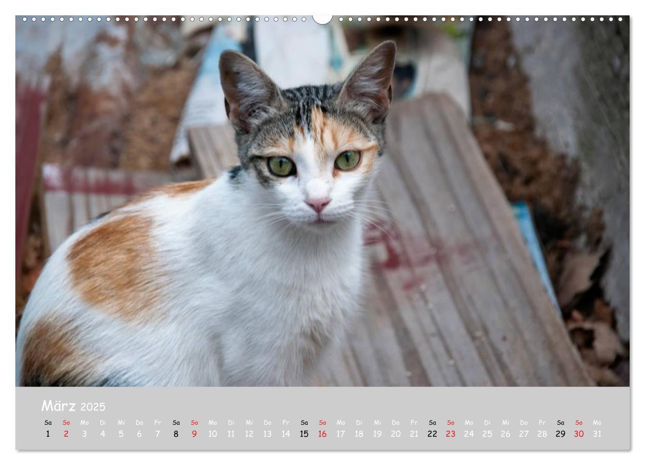 Bild: 9783435787333 | Katzen des Südens (Wandkalender 2025 DIN A2 quer), CALVENDO...