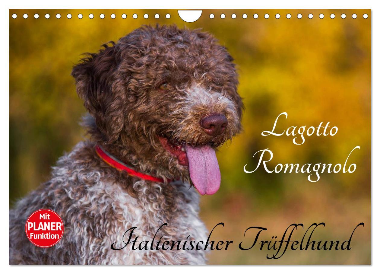 Cover: 9783435545292 | Lagotto Romagnolo - Italienischer Trüffelhund (Wandkalender 2025...