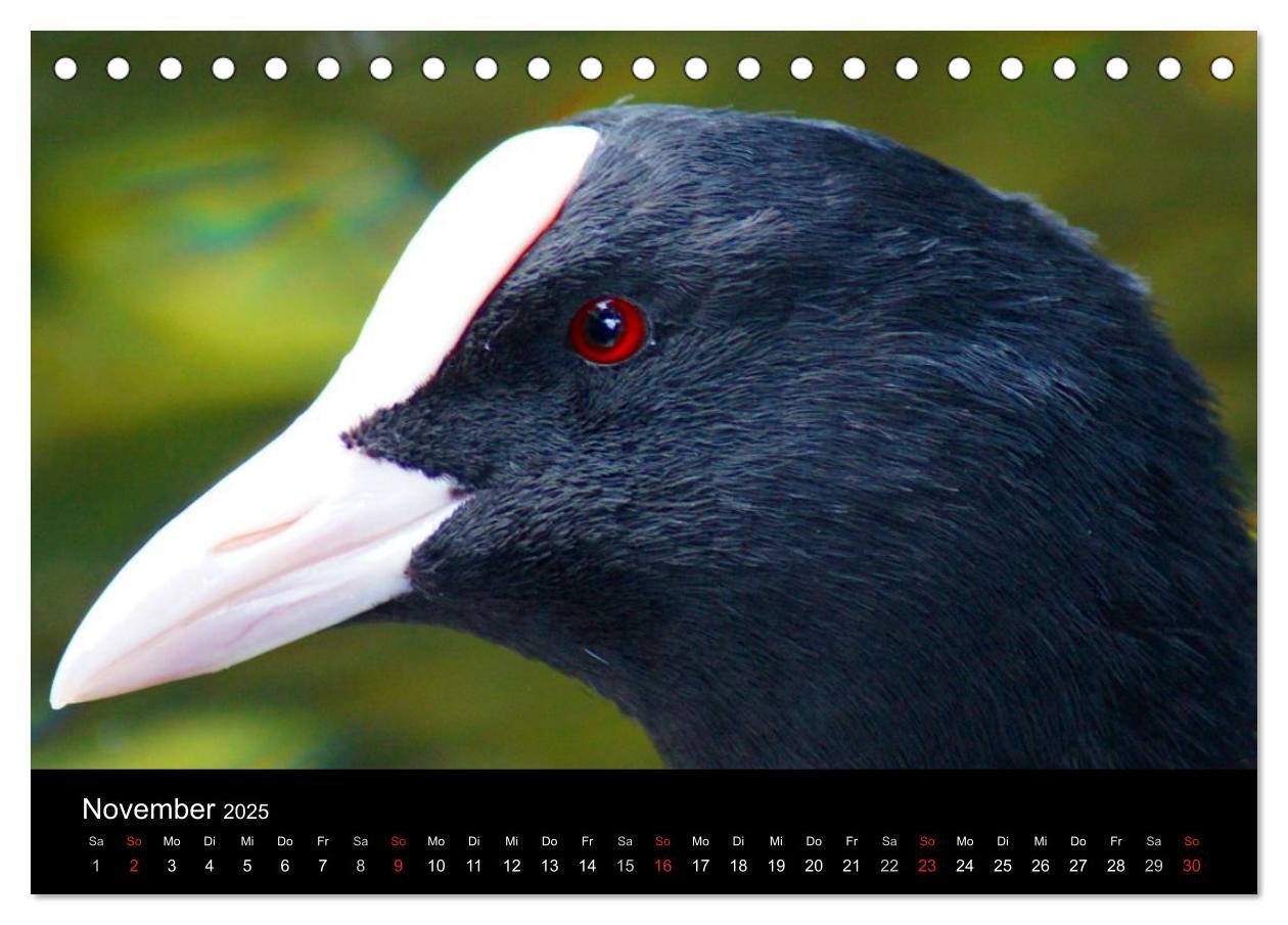 Bild: 9783435833610 | Das Leben der Enten (Tischkalender 2025 DIN A5 quer), CALVENDO...