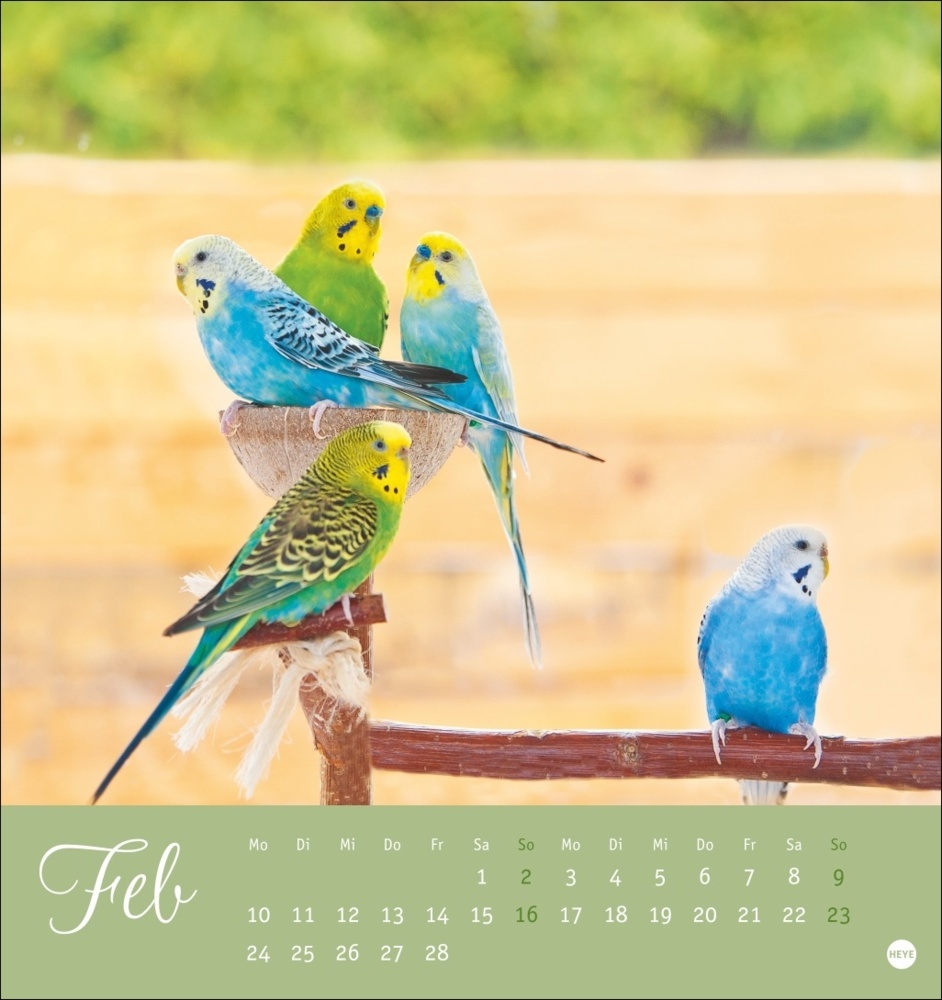 Bild: 9783756407095 | Freche Wellensittiche Postkartenkalender 2025 | Monika Wegler | 13 S.