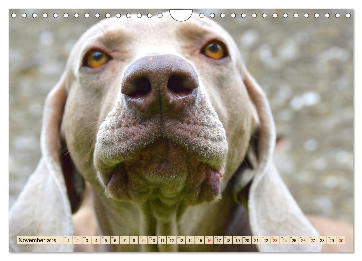 Bild: 9783435050611 | Weimaraner. Edel, elegant und klug (Wandkalender 2025 DIN A4 quer),...