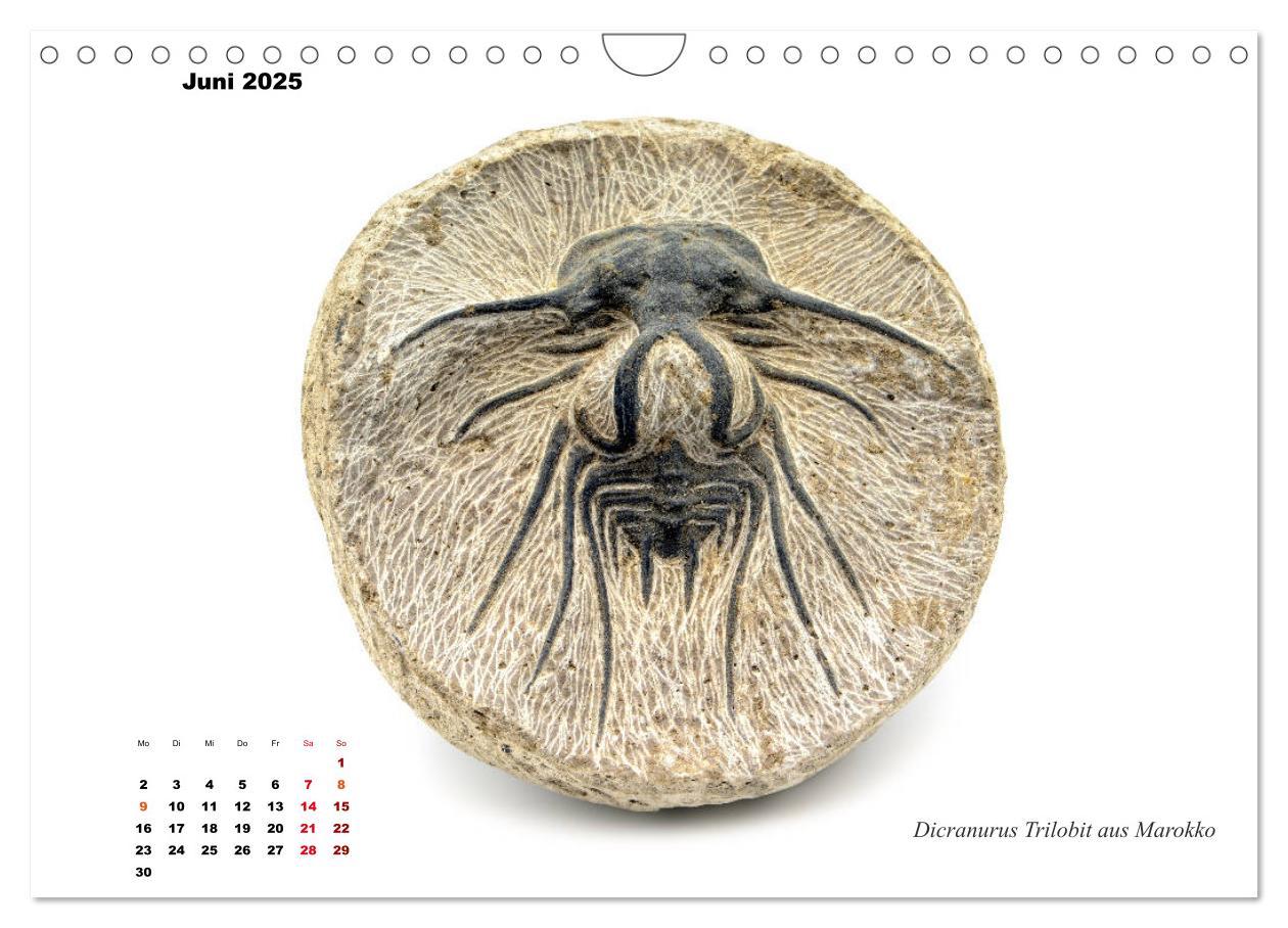 Bild: 9783435254590 | Fossilien - Ammoniten, Trilobiten, Erdgeschichte (Wandkalender 2025...