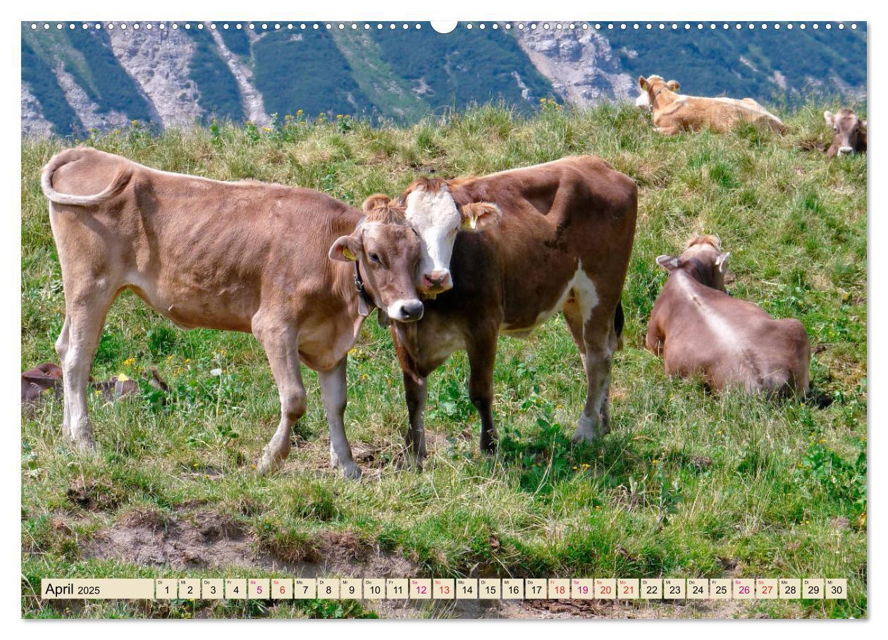 Bild: 9783435119028 | Berg-Kühe, Natur pur - unser schönster Urlaub (Wandkalender 2025...