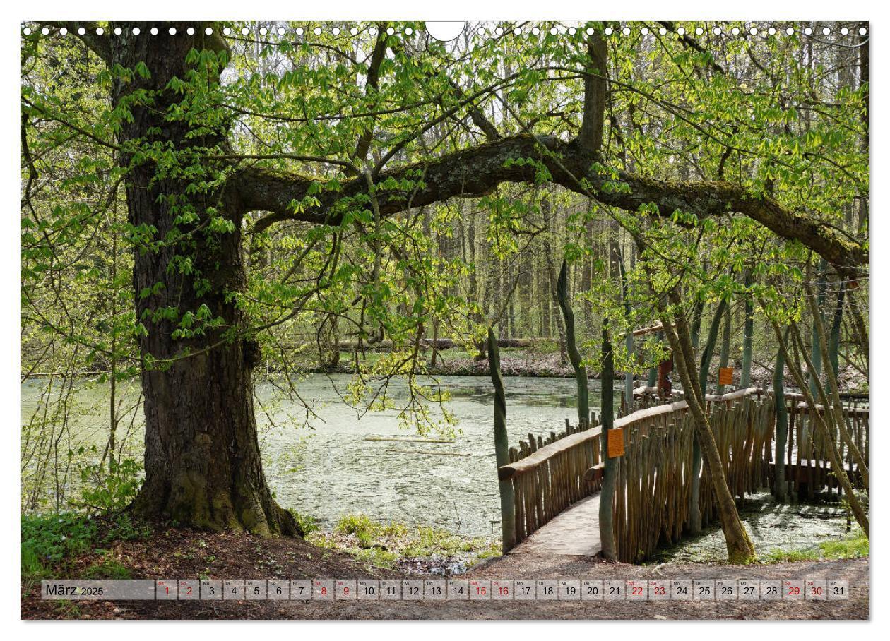 Bild: 9783435385546 | Der Hainich in Thüringen - Weltnaturerbe (Wandkalender 2025 DIN A3...