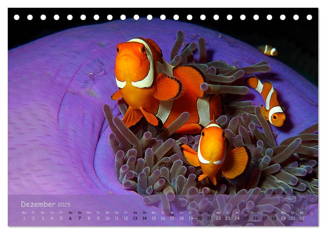 Bild: 9783435351169 | Anemonenfische - Streitbare Gesellen (Tischkalender 2025 DIN A5...